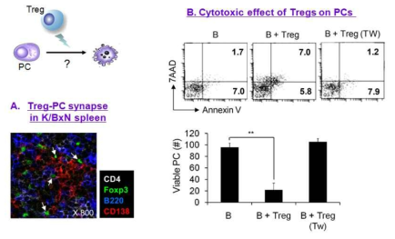 Tregs kill plasma cells in a contact-dependent manner