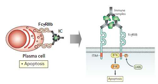 Immune complex binding to FcγRIIb induces apoptosis in plasma cells.