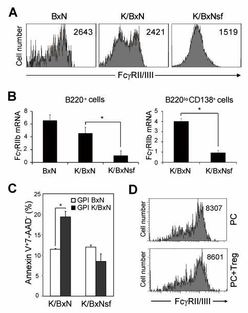 Downregulation of FcγRIIb on splenic PCs from K/BxN mice