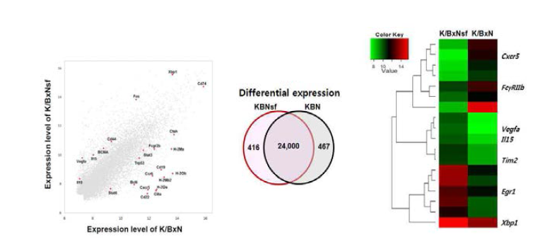 cDNA microarray result of PCs from K/BxNsf vs K/BxN