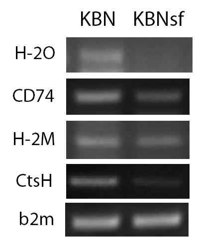 RT-PCR with PCs from K/BxN and K/BxNsf mice