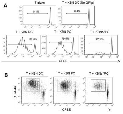 The capacity of PC from K/BxN or K/BxNsf for antigen-presentation in vtro. CFSE dilution (A) and CD44 expression (B) of Th cess activated for 4 days with PC or DC from K/BxN or K/BxNsf mice as antigen-presenting cells.
