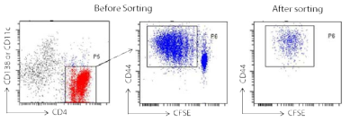 After naive CD4+ T cells were cultured with PCs for 4 days, activated dividing CD4 T cells were sorted by FACS sorter.