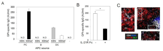 KBNsf PC license cognate CD4 T cells to most efficiently help B cells to differentiate into antibody-secreting cells.