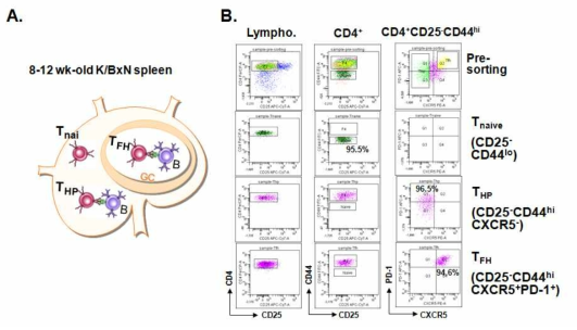 Distribution, phenotypes, and purity of naive CD4 T, THP, TFH cells