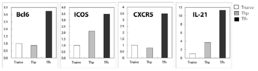 K/BxN 마우스에서 분리한 Tnave, Thp, Tfh 세포에서 Tfh 관련 인자 발현 조사
