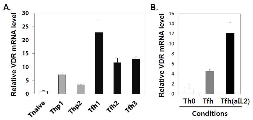 Tfh에서 VDR 발현 증가.