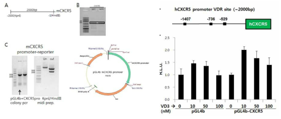 mCXCR5 promoter-reporter construct 제작 및 CXCR5 promoter 분석