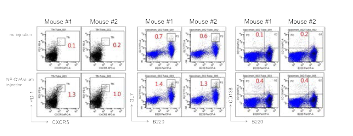 NP-OVA/alum 감작 후 Tfh, 종자중심 B 세포, 형질세포 분화 조사