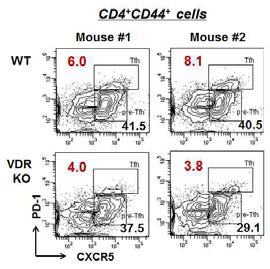 VDR KO에서 Tfh세포 감소