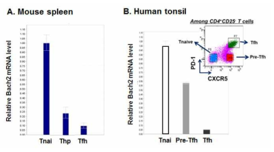 마우스와 사람 Tfh세포에서 Bach2 발현 감소