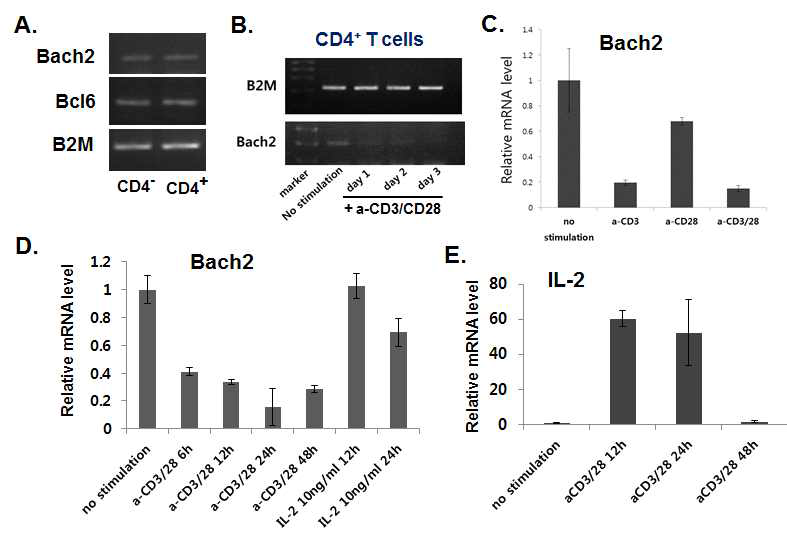 CD4+ T세포에서 TCR 자극에 따른 Bach2 발현 감소