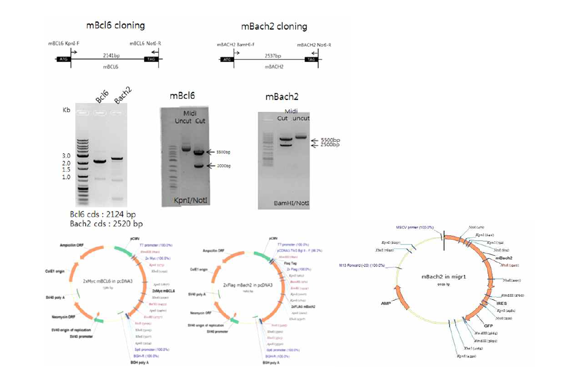 mBcl6과 mBach2 과발현 벡터, mBach2 과발현 레트로 바이러스 벡터 제작