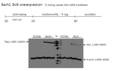 mBACH2와 mBCL6 단백질 발현 확인. HEK293 세포주에 과발현 벡터를 transfection한 후, tagging된 Flag과 Myc에 대한 항체를 사용하여 western blot을 실시