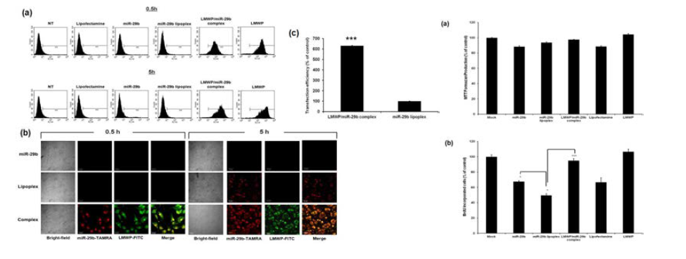 LMWP/miR-29b complex와 miR-29b lipoplex의 세포 투과능, 세포 내 독성 평가