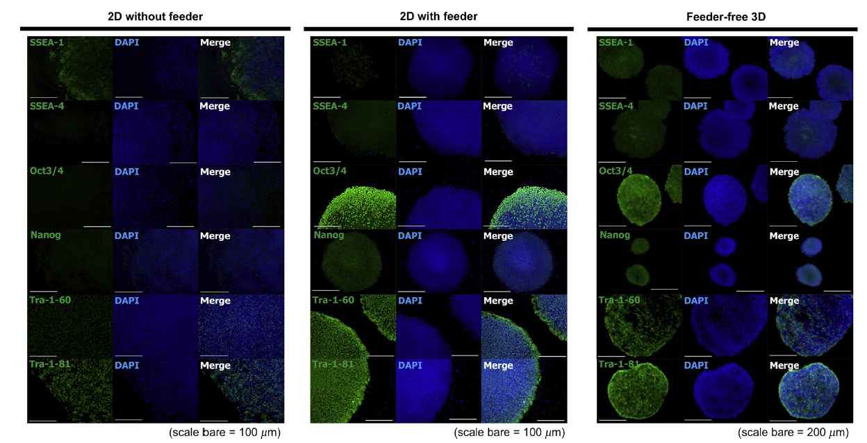 2차원 배양과 비교하여 PEG를 활용한 3차원 배양의 경우 배아줄기세포의 줄기세포능이 유지되는 것을 확인함