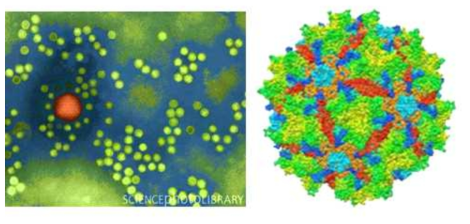 아데노바이러스(적색)와 비교한 아데노유반 바이러스(녹색). 아데노 유반바이러스의 형태(오른쪽)