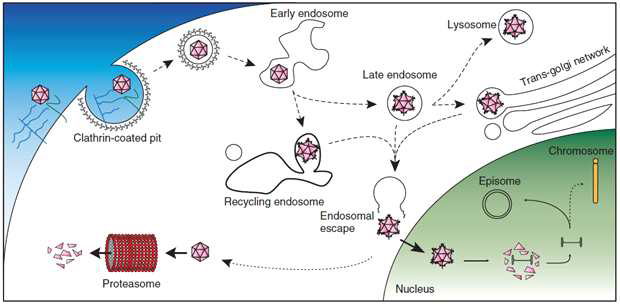 아데노 유반 바이러스를 이용한 유전자 전달. episome 형태로 오랫동안 핵 내에 존재하면서 유전자를 발현.