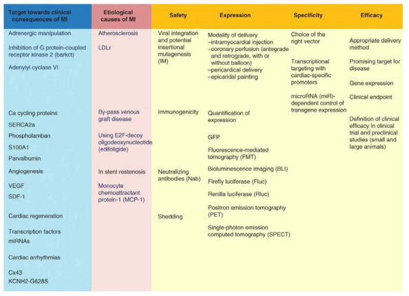 심근 경색의 유전자 치료를 위한 접근 방향