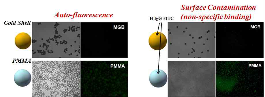 최적화된 골드비드의 자체형광 및 비특이적 흡착 특성.