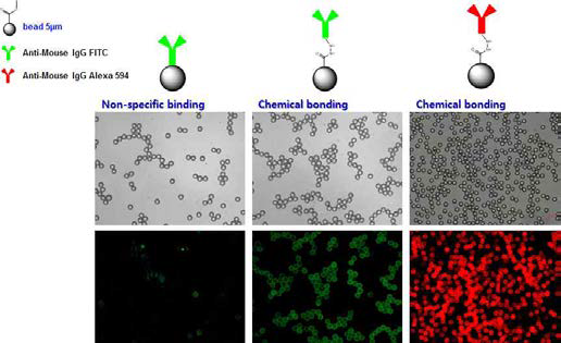 항체 고정 방식(dynamic adsorption vs. chemical bonding) 효율 비교.