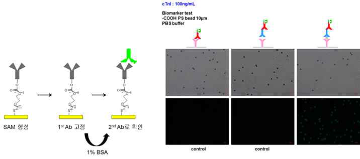 2차 항체를 이용한 Troponin 1 검출 수행.