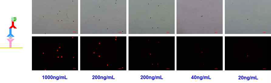 off-line전처리 및 cardiac marker troponin1의 농도별 형광 이미지.