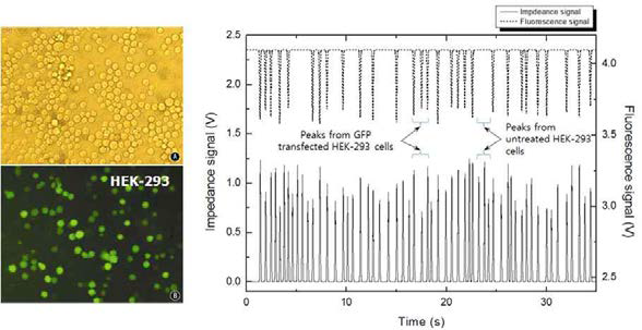 형질이 주입된 HEK-293 세포 검출 데이터.