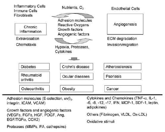 Several factors are common in angiogenesis and inflammation