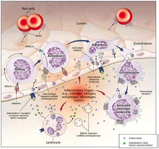 염증반응에 의한 면역세포의 이동