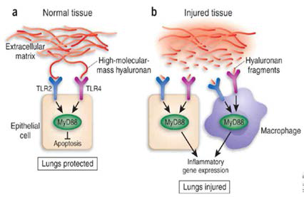 히알루론산 분해산물의 TLR2, TLR4를 통한 염증반응유도