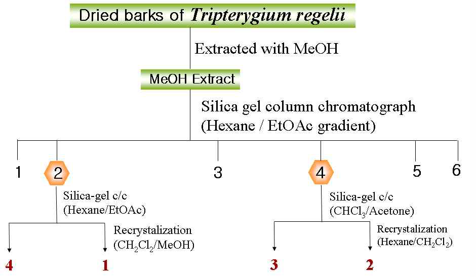미역줄나무로부터 3CLpro 저해활성을 갖는 지표물질의 분리 모식도