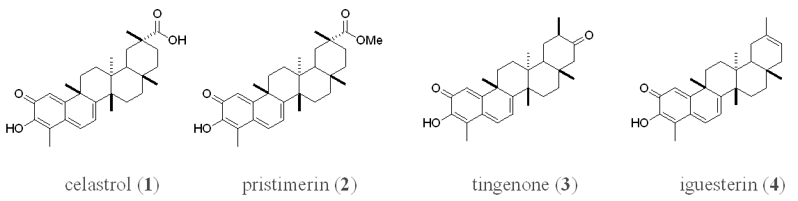 미역줄나무로부터 분리한 퀴노메차이드계열 테프펜 화합물의 구조.
