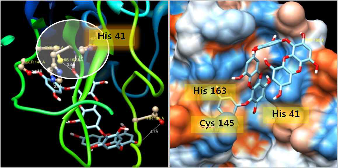 SARS-CoV 3CLpro과 감태의 diekcol 화합물의 분자모델링 연구