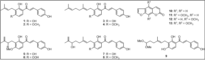 신선초로부터 분리한 alkylated chalcone 및 coumarin 유도체의 구조.