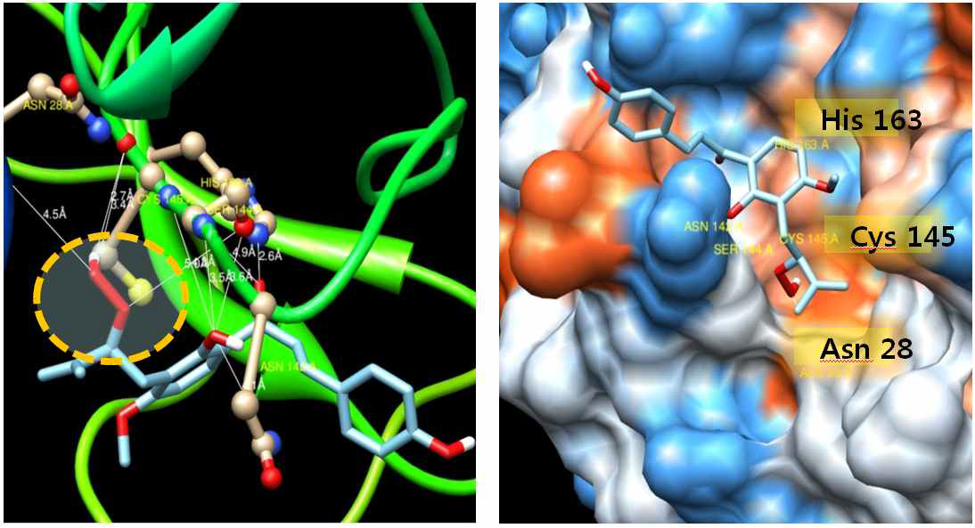 SARS-CoV 3CLpro 와 신선초의 xanthoangelol E의 분자모델링