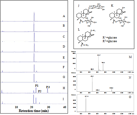 시판중인 10여종의 탄수화물 분해효소로부터 스테비올을 특이적으로 생산하는 효소 탐색 HPLC 크로마토그램(A-I), 예상되는 산물의 구조(J, K과 L), 생산된 산물의 LC-MS 분석 P1(M), P2(M) 그리고 P3(O)