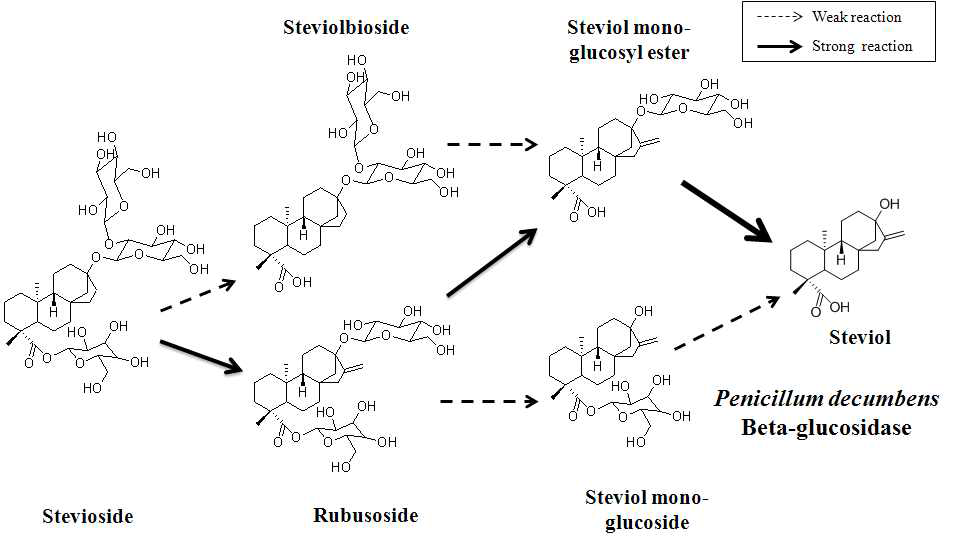 스테비올 생산효소의 stevioside로부터 스테비올 생산 전체 모식도