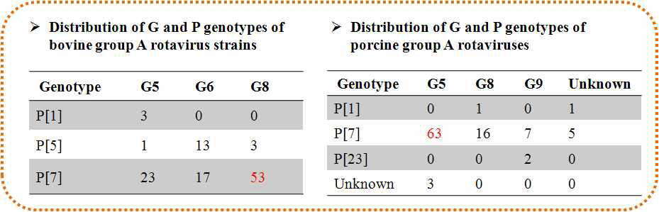 분리된 소와 돼지 로타바이러스의 G와 P genotyping.