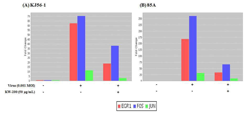생물소재 KW-200의 로타바이러스에 의해 유도된 Erk 신호전달의 transcription factor인 Fos와 Jun 활성 억제의 real-time RT-PCR