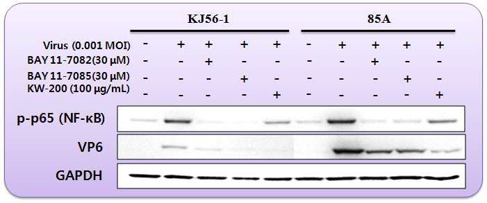 생물소재 KW-200의 로타바이러스에 의해 유도된 NF-kB 인산화 억제 효과