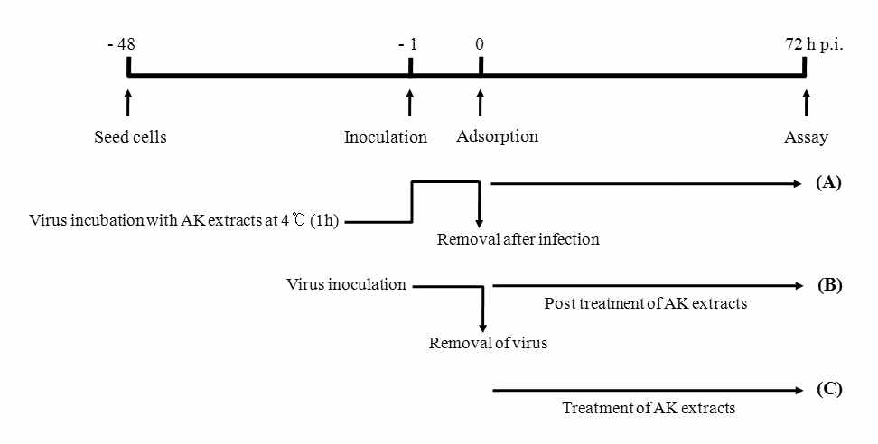 초두구 추출물 및 분획물의 항 로타바이러스 활성 및 세포 독성 assay에 대한 flow chart.