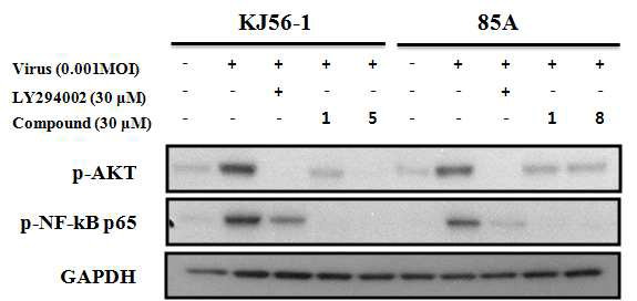 비자 화합물의 로타바이러스에 의해 유도된 Akt 및 NF-kB 인산화 억제 효과