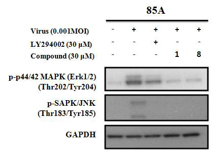 비자 화합물 및 PI3K inhibitor의 로타바이러스에 의해 유도된 MAPK 신호전달 과정 중Erk 및 JNK 인산화 억제 효과