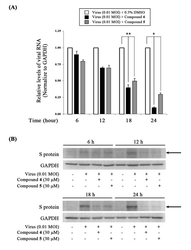 항코로나바이러스(PEDV) 활성을 나타내는 화합물 Phlorofucofuroeckol (4)와 Dieckol (5)를 바이러스 감염 처리하여 6, 12, 18, 24 시간에 각각 RNA를 추출하여 발현된 바이러스 RNA량을 확 인한 (A) Real-time RT-PCR assay 및 (B) Total protein을 추출하여 바이러스 단백질 (S protein) 의 발현을 확인한 western blot