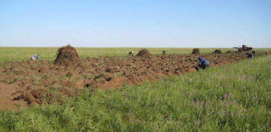 카자흐스탄 현지 생물소재 KW-200의 재배 및 수확