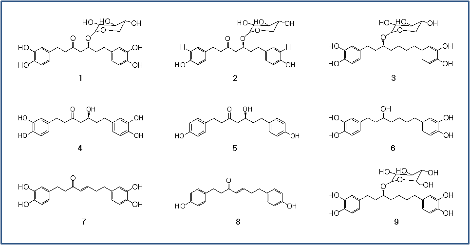 오리나무로부터 분리한 diarylheptanoid 유도체.