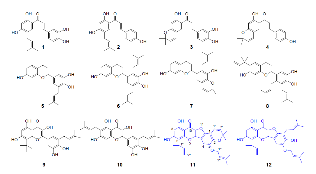꾸지나무에서 분리한 a-glucosidase 저해제 (1-12)의 화학구조