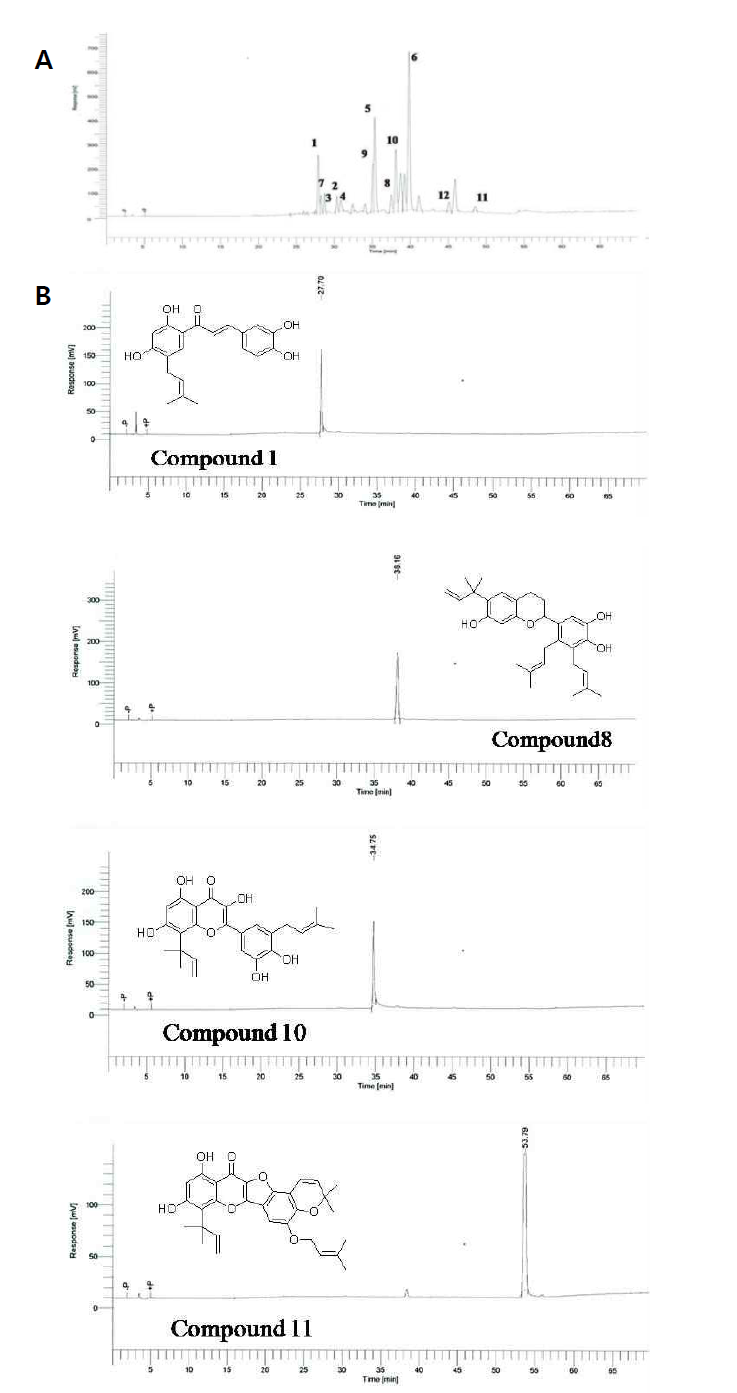 (A) chloroform 추출물의 크로마토그램, (B) 화합물 1, 8, 10, 11의 크로마토그램.