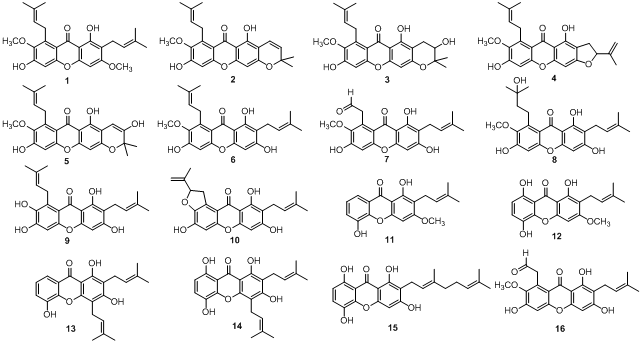망고스틴에서 분리한 α-glucosidase 저해제 화학구조